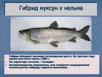 Нельма и муксун