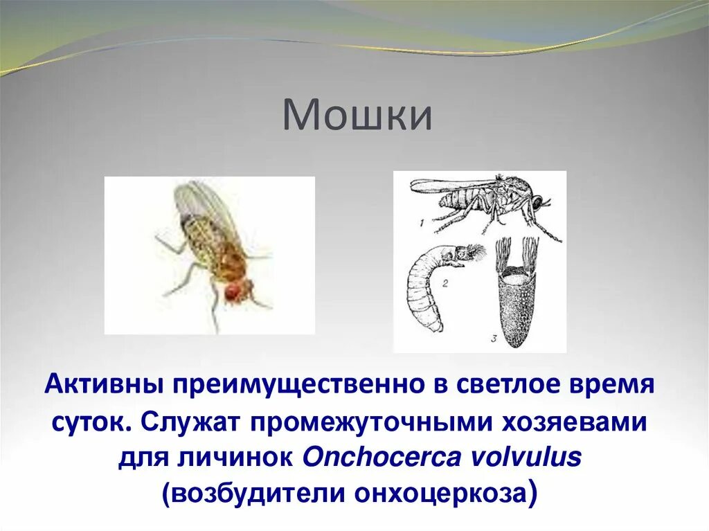 Личинки мошек мокрецов. Строение мошки. Москиты мошки мокрецы. Мошки презентация.