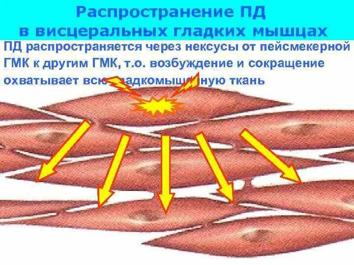 Нексусы в гладкомышечной ткани. Нексус мышечная ткань. Нексусы в гладких мышцах. Пд гладких мышц. Распространение пд