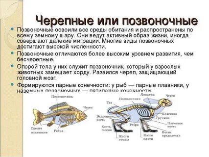 Черепные позвоночные