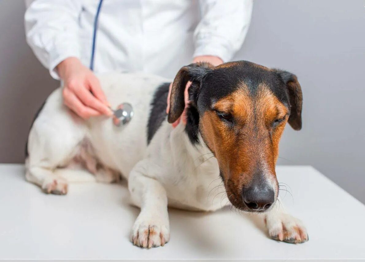 Пса после лечения. Инфекционный трахеобронхит у собак. Ветеринария болезни собак. Собака болеет.