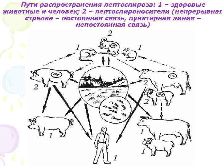 Пути передачи инфекции животных. Лептоспироз крс профилактика. лептоспироз распространенность. пути передачи инфекции при лептоспирозе. лептоспироз животных способы заражения.