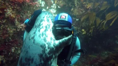 Marine wildlife