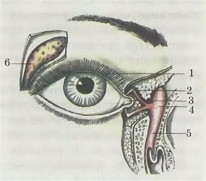 Слезный аппарат рис 134. Строение слезного аппарата глаза. Слёзная железа анатомия. Строение слезного аппарата глаза человека. Секрет слезной железы