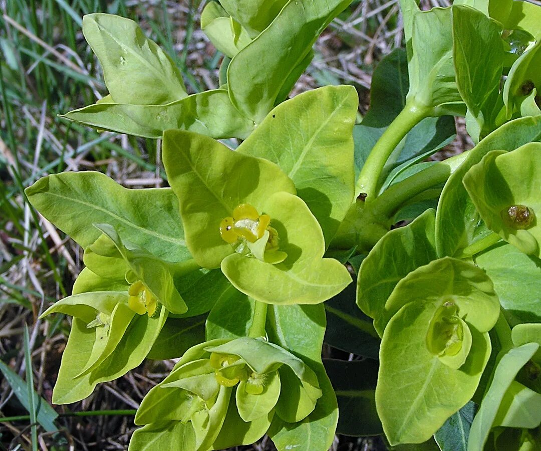 Молочай Палласа Фишера. Молочай Палласа. Молочай Палласа Euphorbia fischeriana. Молочай Палласа или Фишера (Euphorbia fischeriana). Молочай корень мужик корень