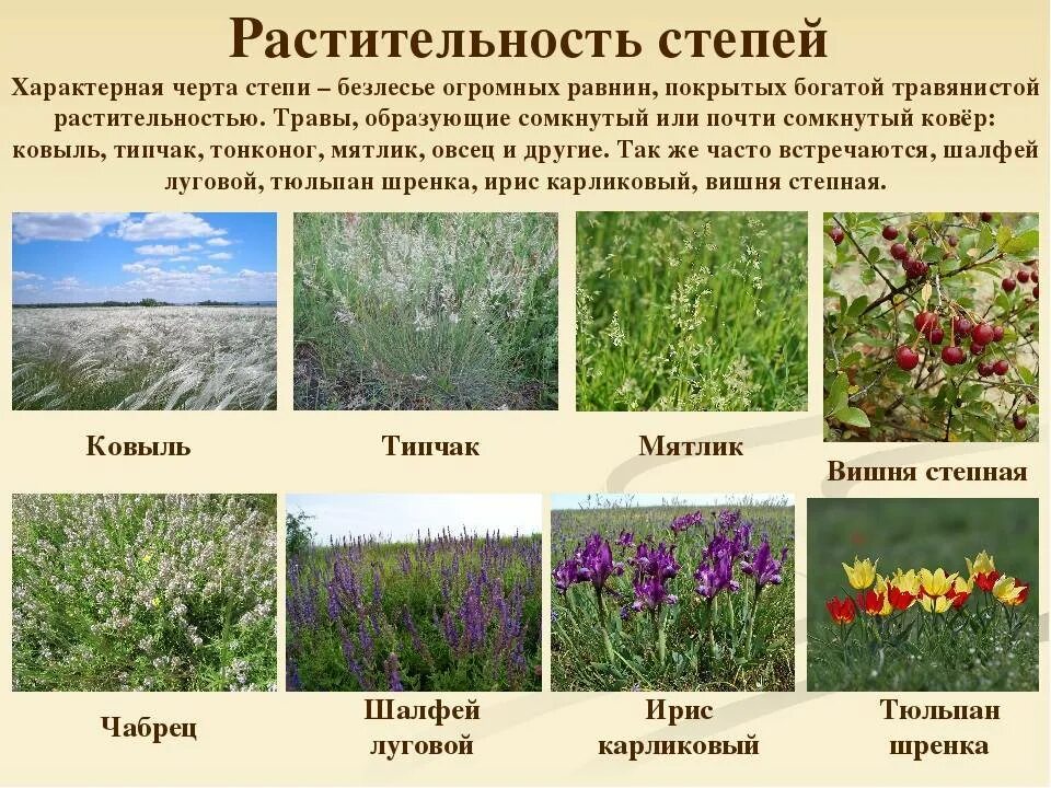 Год какого растения. Растительный мир Степной зоны. Растительный мир зоны степей России. Растительный мир природной зоны степи. Растения которые растут в степи.