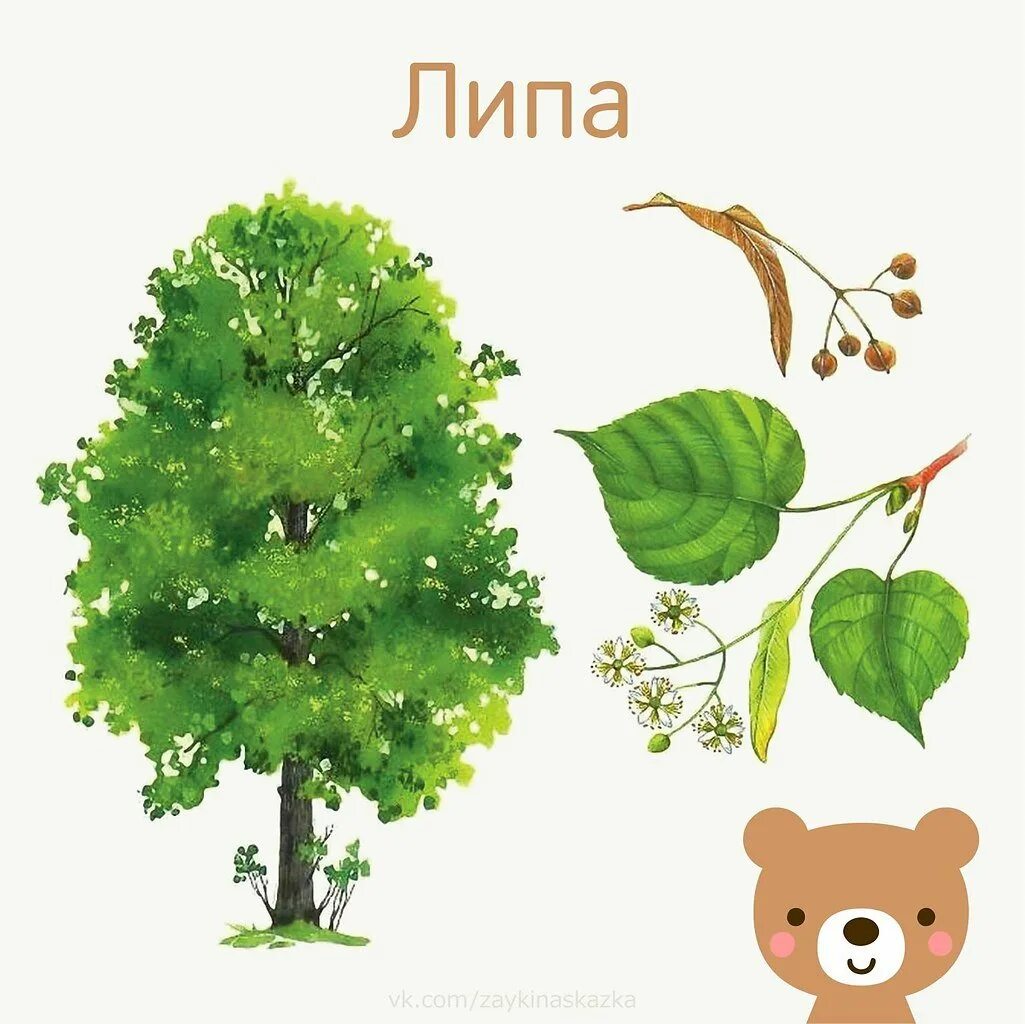 Картинки разных деревьев для детей. Дерево липа карточки для детей. липа дерево лист плод. липа дерево рисунок. деревья для дошкольников.