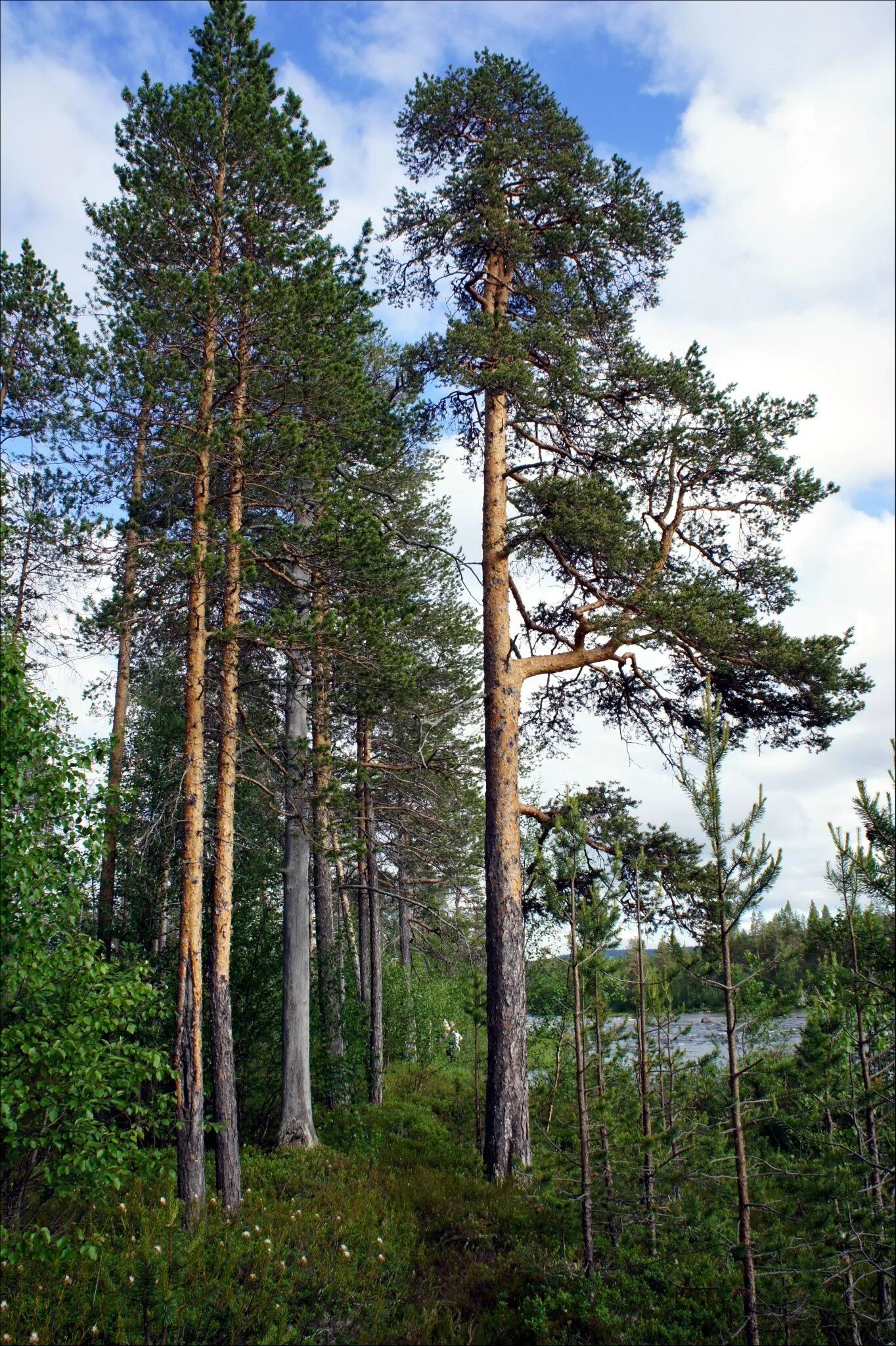 Хвойная 70. Сосна и сосняк. Лес сосны. Сосновые леса. Старый Сосновый лес.