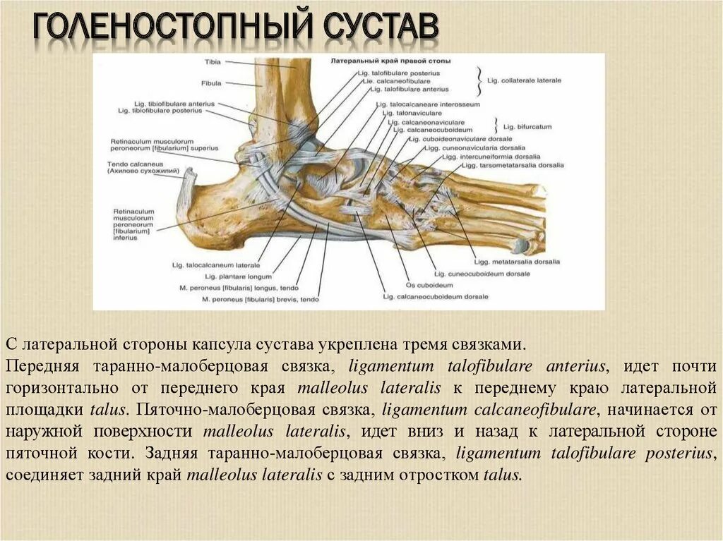 Передние малоберцовые связки