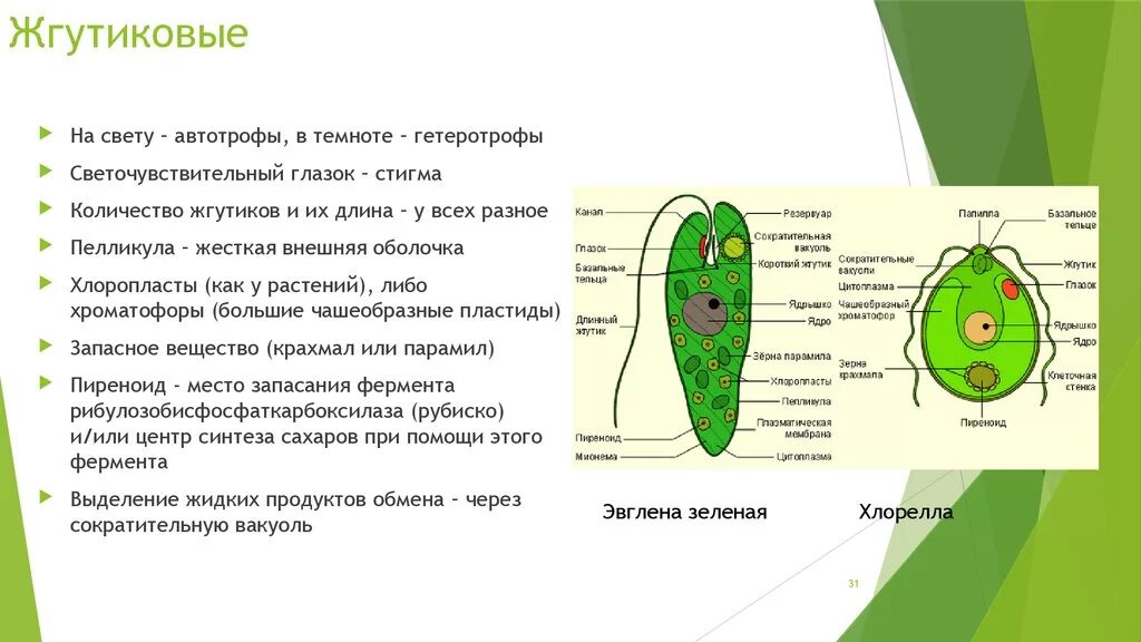 Хлоропласты жгутики. Тип простейшие жгутиковые. Тип жгутиковые строение. Зелёная эвглена хломиномонада. Строение одноклеточных жгутиковых.