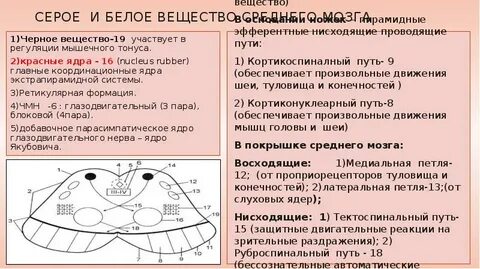 Средний мозг вещество