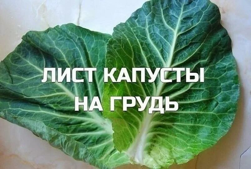 Капустный лист на грудную клетку. Капустный лист на молочную железу. листья капусты на грудь. капустный лист наигрудь. капуста для груди.