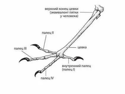 Какие конечности у птицы