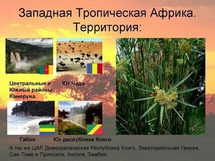 Отношение африки к тропикам