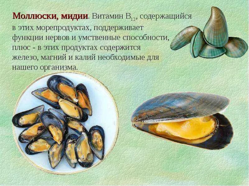 Что едят у мидии. Строение мидии съедобной. анатомия мидии строение. полезные витамины в мидиях. строение мидии.