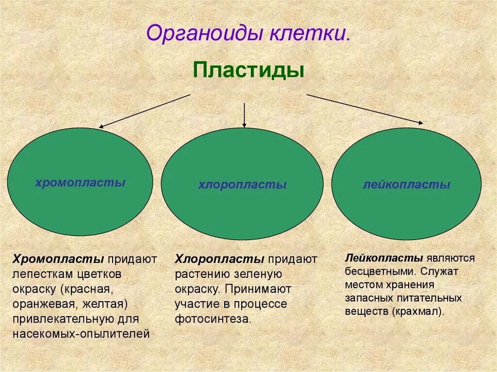Хлоропласты хромопласты лейкопласты таблица. Лейкопласты строение. Строение хлоропласта растительной клетки. Пластиды хлоропласты хромопласты лейкопласты строение и функции. Пластиды хлоропласты функции.
