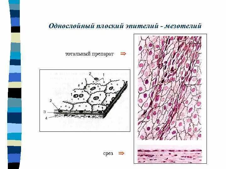Однослойный плоский мезотелий. Однослойный плоский эпителий мезотелий брыжейки препарат. Однослойный плоский эпителий поперечный срез. Однослойный плоский эпителий мезотелий препарат. Однослойный плоский эпителий гистология.