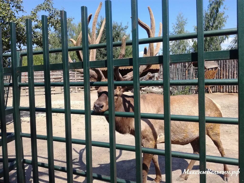 Зоопарк нижний новгород сайт. Нижегородский зоопарк Лимпопо. Животные зоопарка Лимпопо Нижний Новгород.