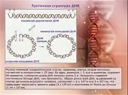 Замкнутая днк