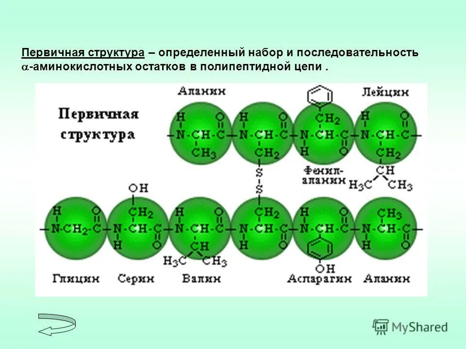 Определите последовательность аминокислот в полипептиде. Последовательность аминокислотных остатков в полипептидной цепи. Структуры белка полипептидная цепь. Последовательность аминокислот в полипептидной цепи. Последовательность аминокислотных остатков.