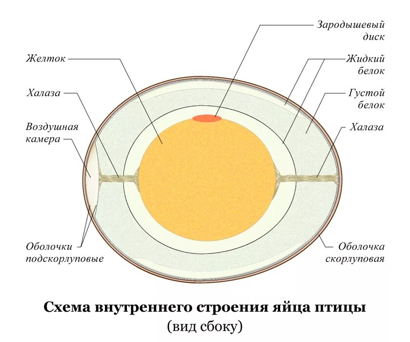 Функции оболочек яйца. Схема внутреннего строения яйца. Схема строения яйца курицы. Строение желтка куриного яйца. Строение скорлупы яйца птицы.