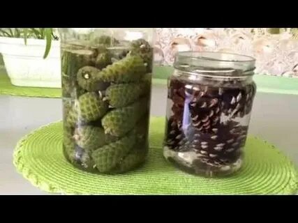 Настойка зеленых шишек сосны