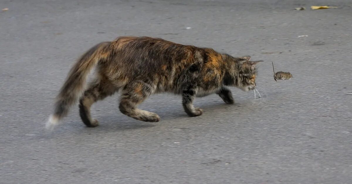 Гонится кот. Кошачья погоня. кот и мышь погоня. кошка гонится за мышкой. погоня за котом.