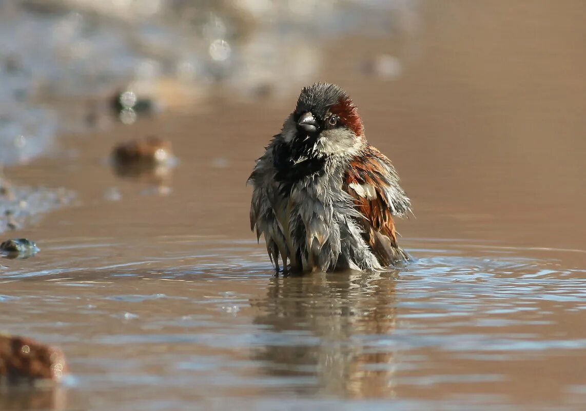 птицы купаются. воробей в луже. птицы купаются. воробьи купаются. воробьи купаются.