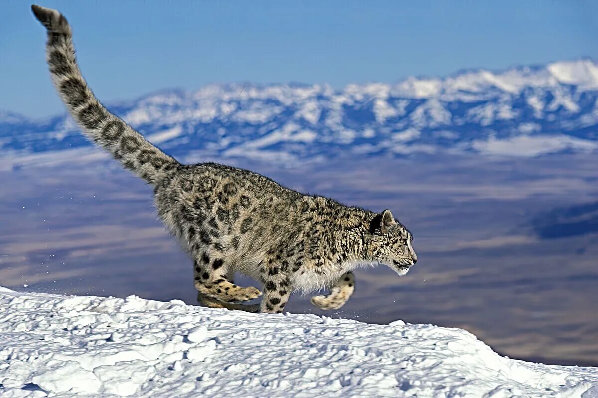 На какую длину способен прыгнуть снежный барс. Снежный Барс uncia uncia. - Снежный Барс (Panthera uncia. Снежный Барс Тянь Шань. Ирбис горный леопард.