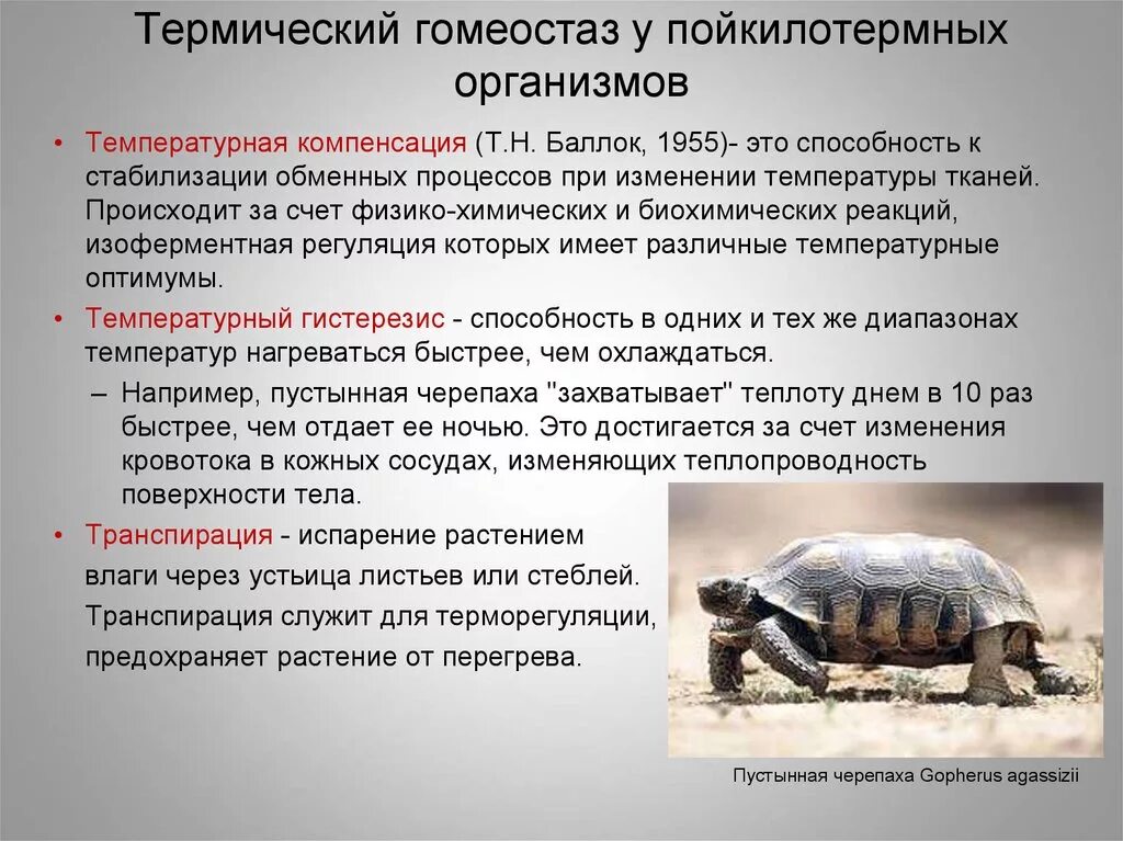 Какие животные относятся к пойкилотермным животным. Температурные адаптации пойкилотермных животных. температурные адаптации холоднокровных и теплокровных животных. адаптация животных к температуре таблица. пойкилотермные животные это холоднокровные.