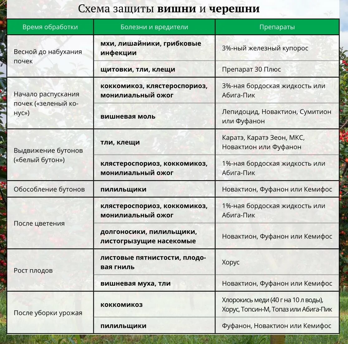 Каким раствором опрыскивают. Препараты от вредителей плодовых деревьев и кустарников. Таблица опрыскивания садов препаратами. Схема обработки плодовых деревьев весной. Весенняя обработка плодовых деревьев.