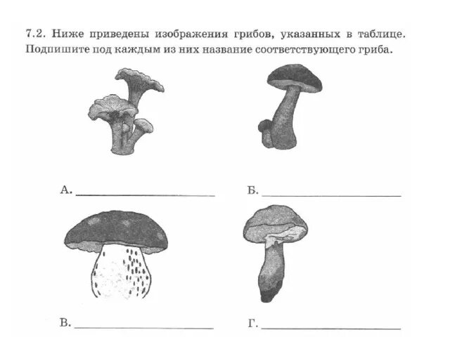 Грибы впр таблица. Ниже приведены изображения грибов. Грибы ВПР. Грибы задания 5 класс. Проверочная по биологии грибы.