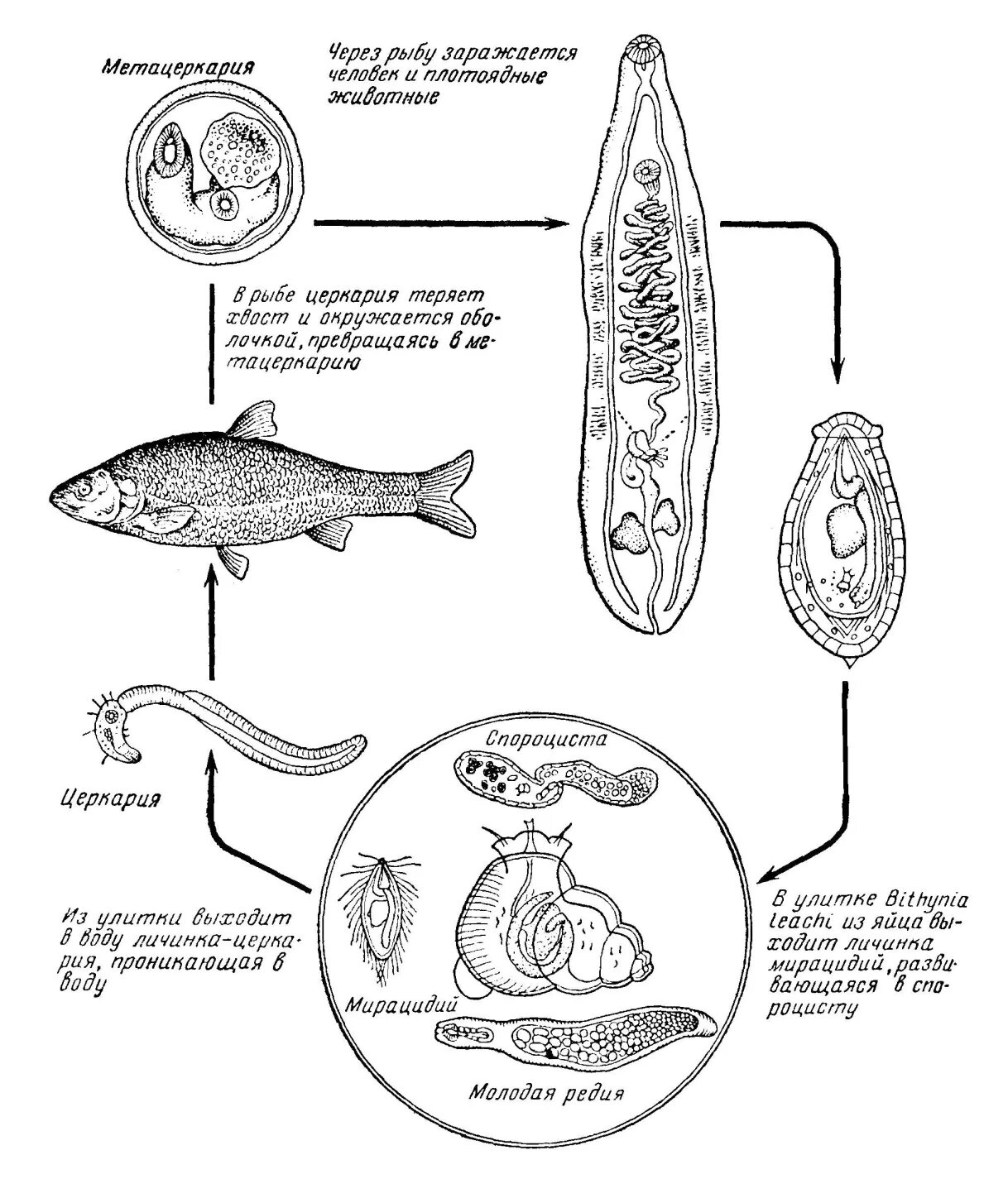 Стадии жизненного цикла цисты. Жизненный цикл кошачьей двуустки схема. Кошачий, Сибирский сосальщик жизненный цикл. Жизненный цикл кошачьего сосальщика. Сибирская двуустка жизненный цикл.