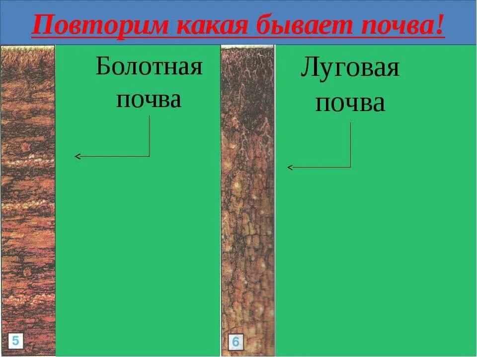 Разнообразие почв 4. Луговая почва. Луговые болотные почвы. Типы луговых почв. Луговая почва 4 класс.