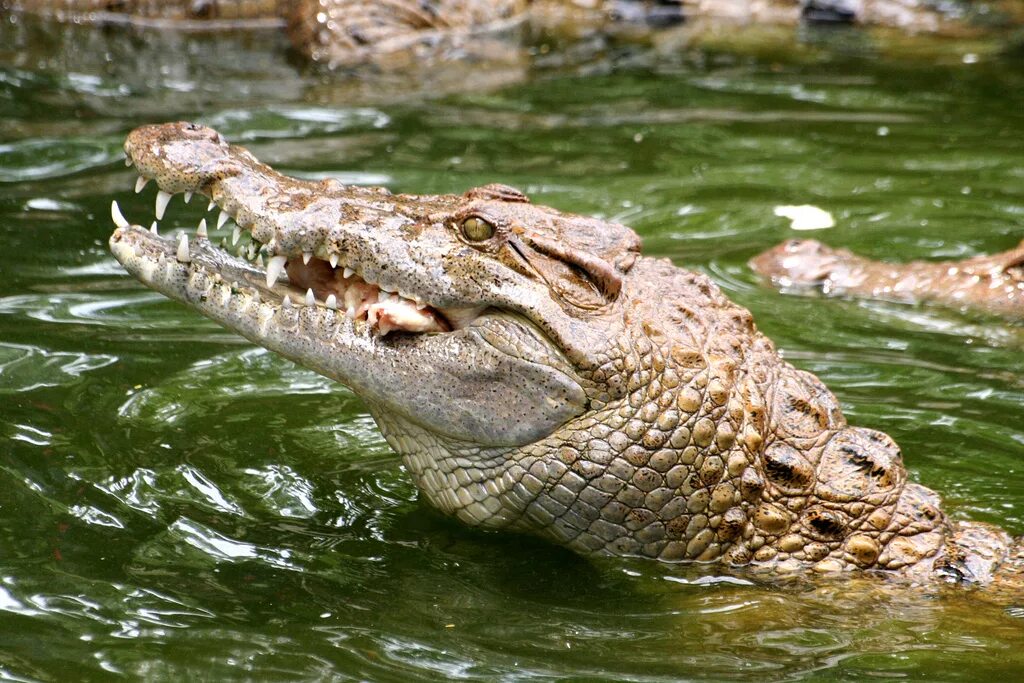 Животный мир крокодилов