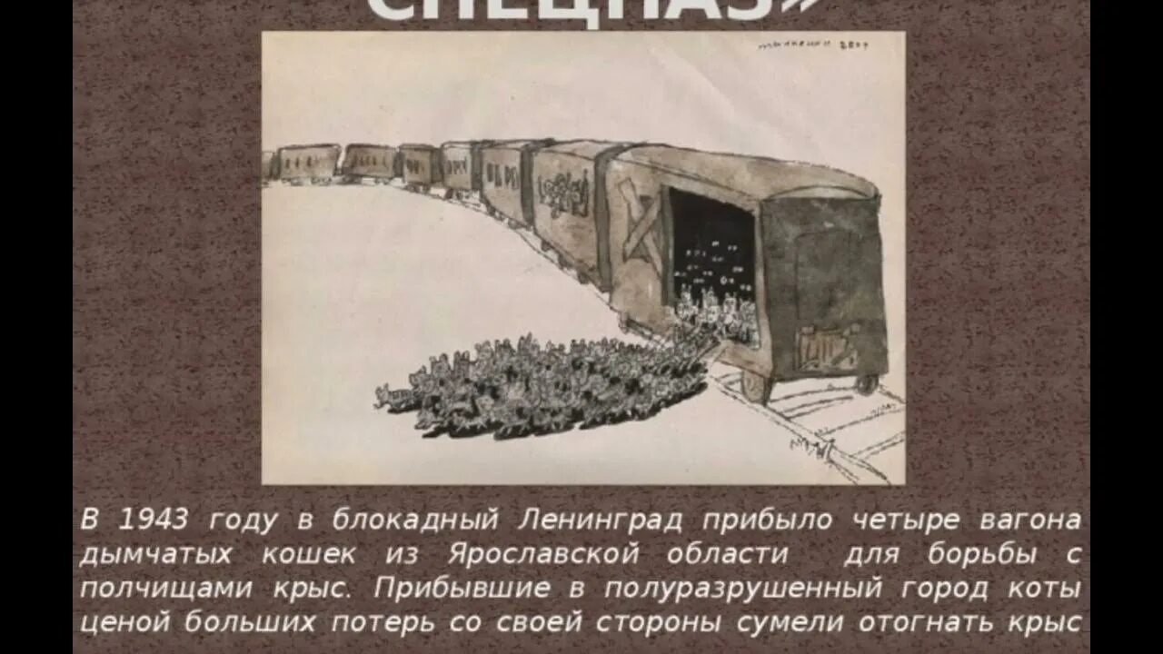 Блокада Ленинграда 4 вагона кошек. Мяукающей дивизии блокады Ленинграда. 4 Вагона кошек для Ленинграда. Эшелон котов в блокадный Ленинград. В четырех вагонах было