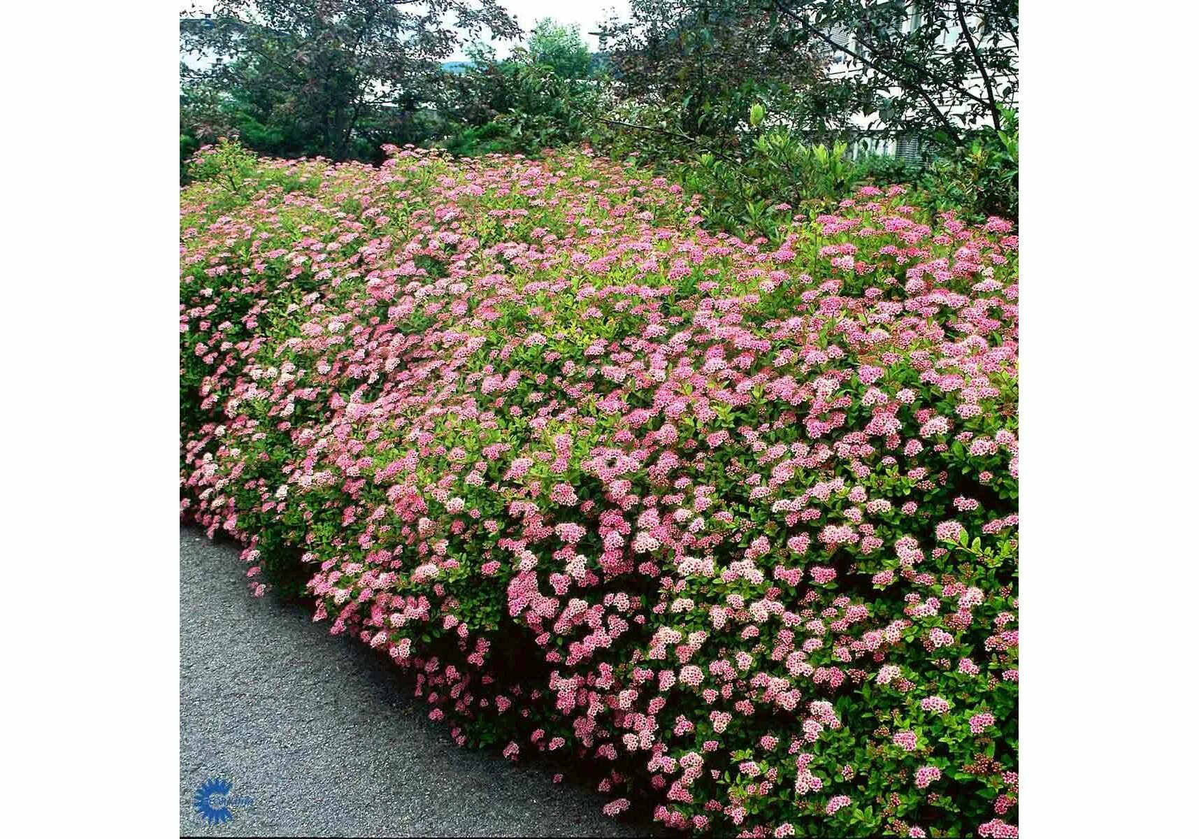 Спирея японская Froebelii. Спирея японская Фробели. Spiraea japonica 'little Princess'. Живая изгородь из спиреи Фробели. Литл принцесс купить