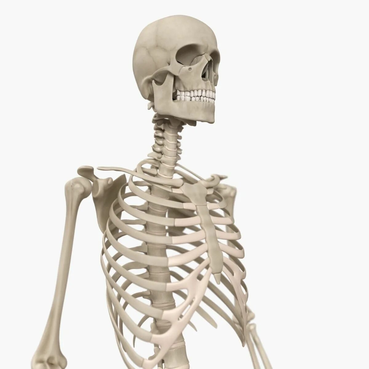 Скелет человека. Скелет человека 3д модель. 3д макет скелета. Скелет в три четверти.