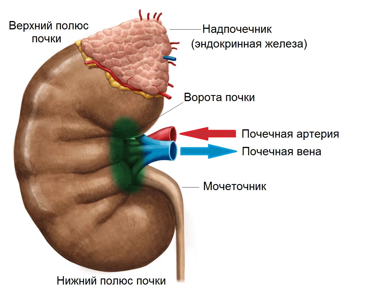 За сколько проходят почки. Ворота почки. Ворота почки расположены.