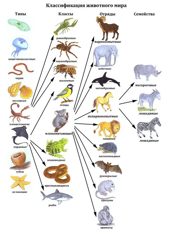 Классификация животных окружающий мир 3 класс. Типы животных классификация. Классификация царства животные таблица. Царство животные классификация схема. Систематика животных схема полностью.