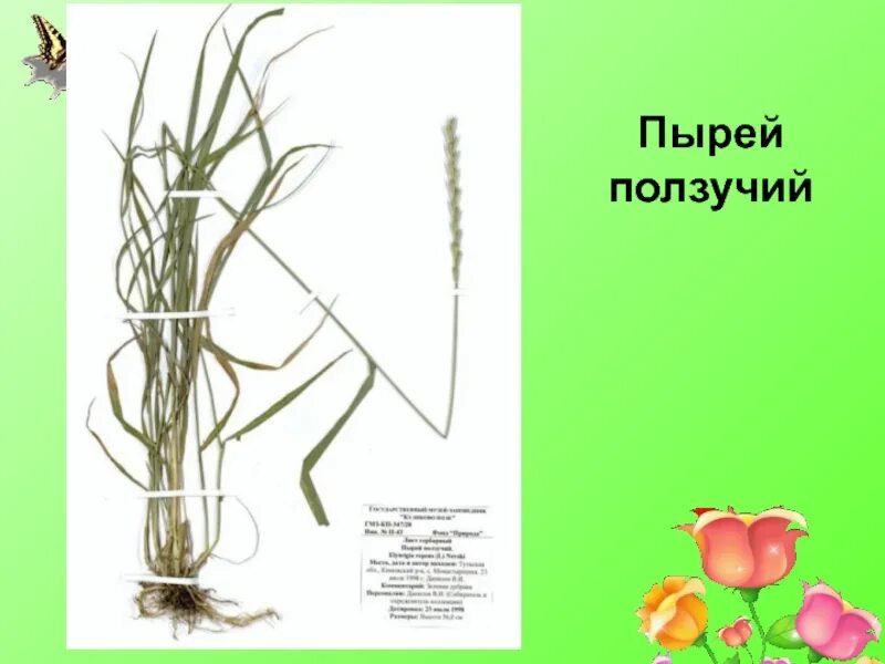 Корневище пырея ползучего. Корневище пырея ползучего строение. пырей ползучий строение растения. пырей ползучий строение цветка. корневище пырея ползучего схема.
