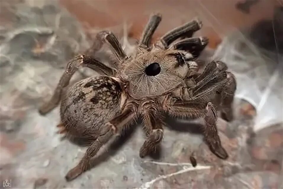 Паук какое царство. Самец ceratogyrus darlingi. цератогирус маршали самец. царство пауков (королевство пауков).