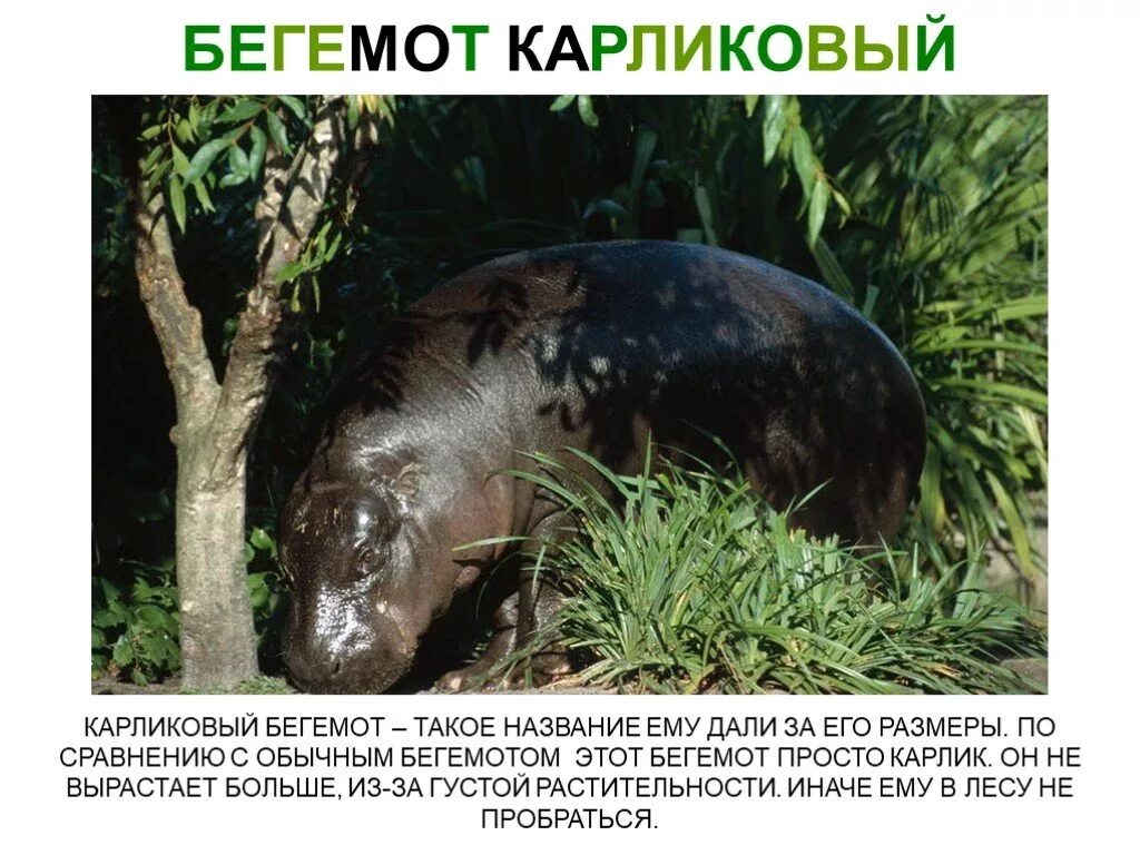 Формулы химических соединений. Какой треугольник называется равносторонним. Это его название. Почему москву так назвали кратко. Химические элементы с названием компонентов.