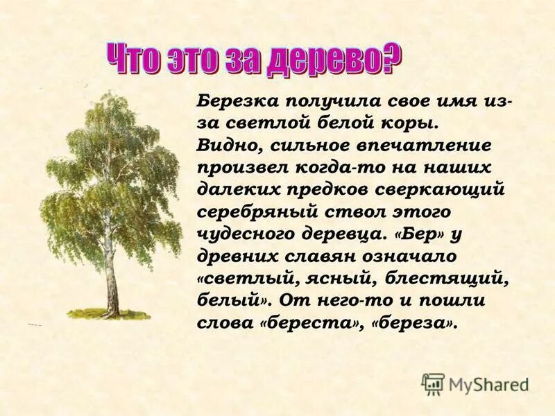 Какое впечатление произвел дуб на учительницу. Что получают от берёзы. Гороскоп деревьев берёза. Описание чудесного деревца.