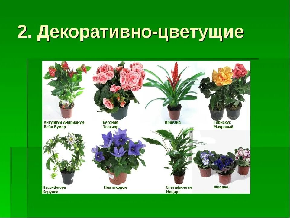 Комнатные цветы каталог с фотографиями и названиями. Комнатные растения названия. Комнатные рстени яс названиями. Декоративно цветущие растения. Название декоративных цветов.
