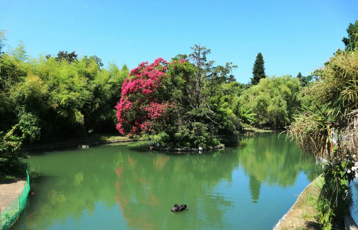 Дендропарк южные культуры в адлере. Парк южные культуры адлер. Дендрологический парк южные культуры сочи. Дендропарк южные. Дендропарк южные.