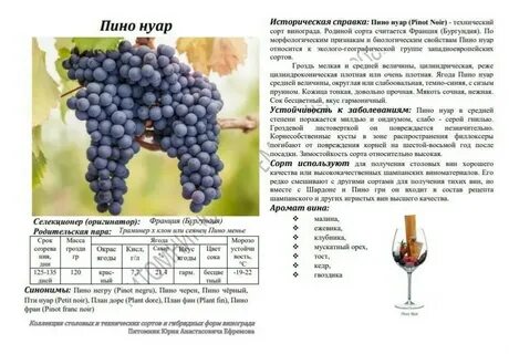 Технические сорта винограда для вина