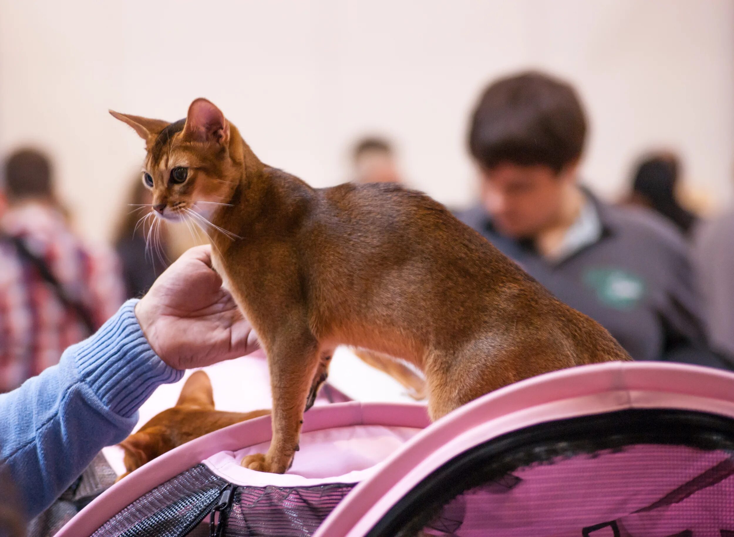 Абиссинский котенок москва. Абиссинская кошка. Абиссинец на выставке. Абиссин выставочный. Выставка кошек Абиссинская порода.