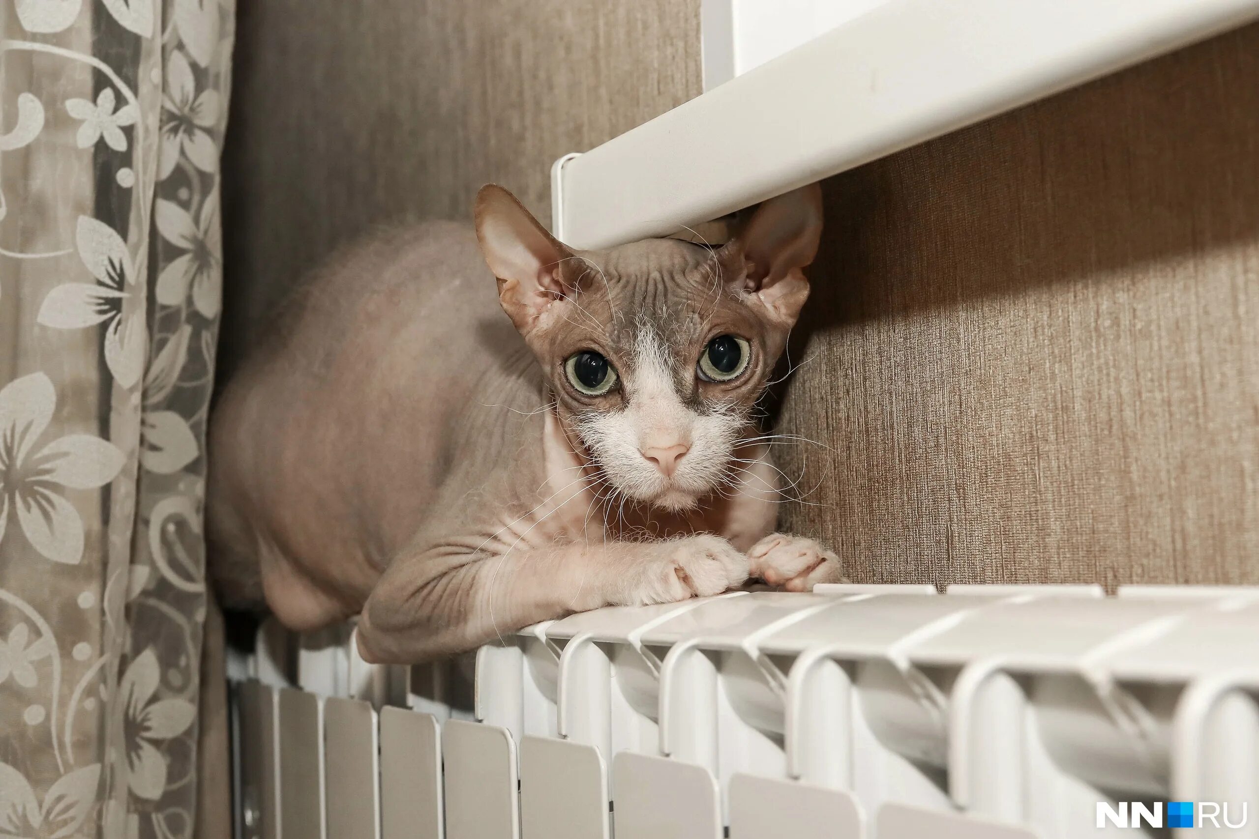 отопление. завершение отопительного сезона 2022. в нижнем новгороде дали отопление. отопление. современная котельная.