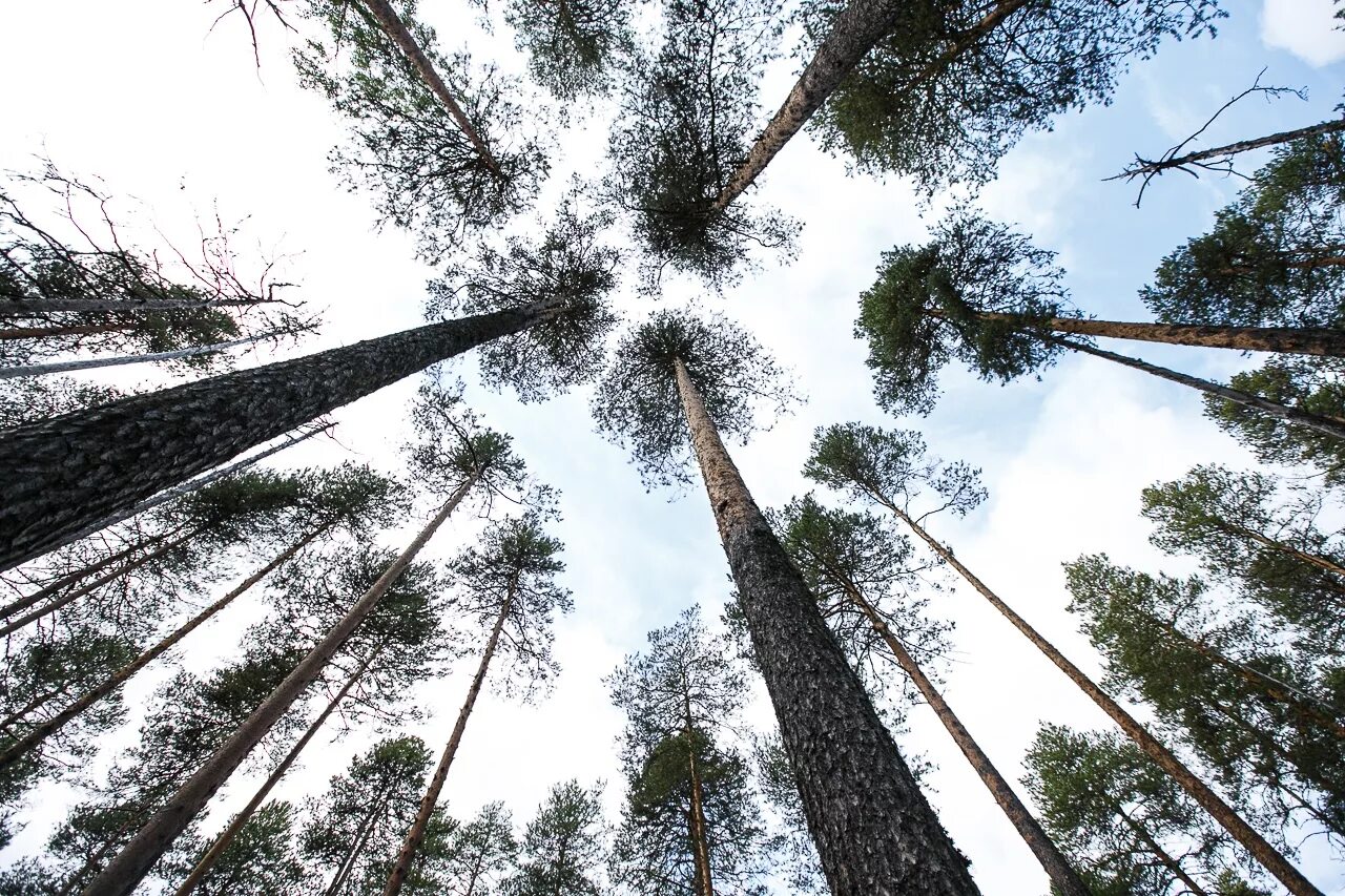 северный сосновый лес. мачтовые сосны. ботанический заказник «корабельная чаща». корабельная чаща пришвин. корабельная чаща в удорском районе.